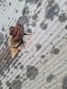 Loose corroded fixing found during industrial roof inspection